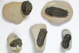 Lot: Assorted Devonian Trilobites - Pieces #119933-1